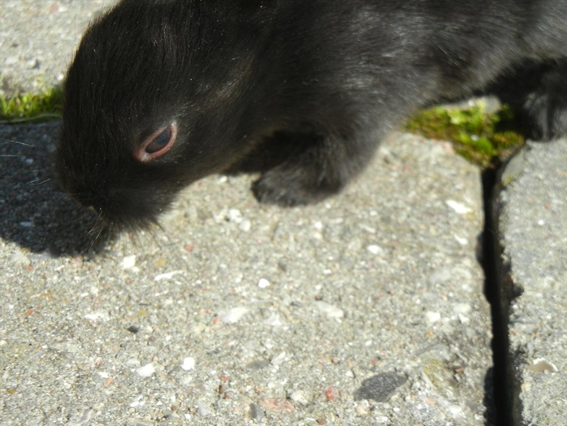 Kanin Tykke billede 8