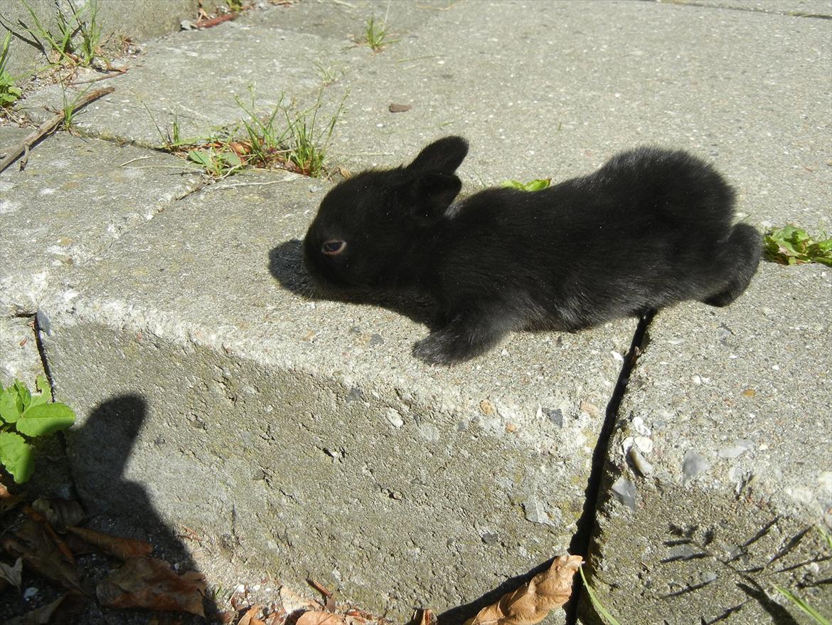 Kanin Tykke billede 9