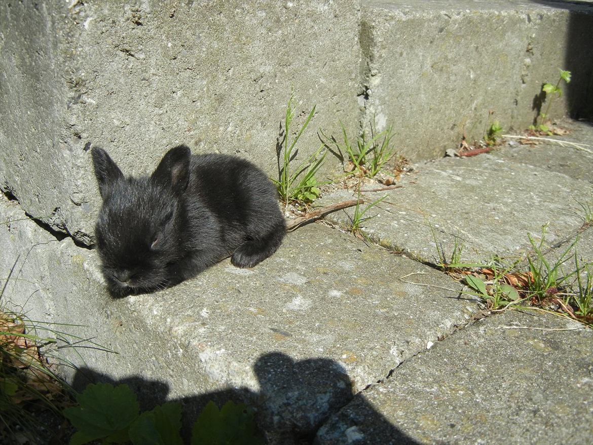 Kanin Tykke billede 10