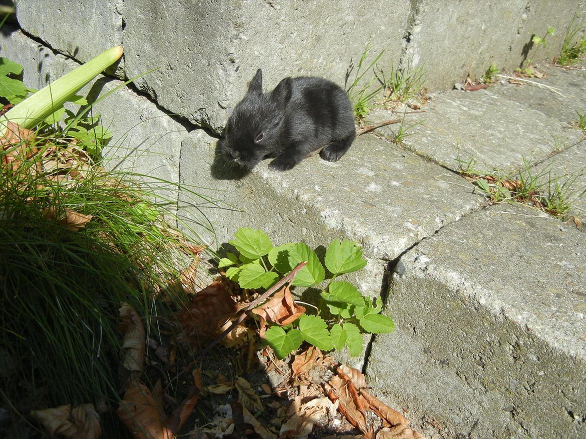 Kanin Tykke billede 11