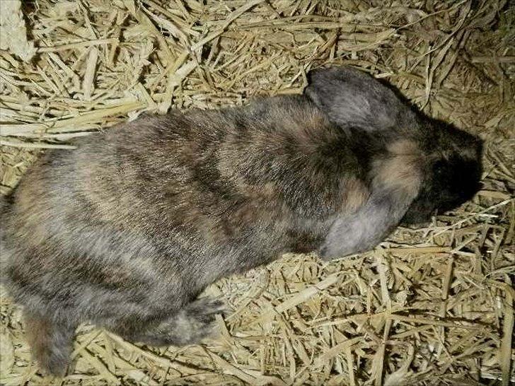 Kanin Ninus - 2011 Ninus sover.. billede 20