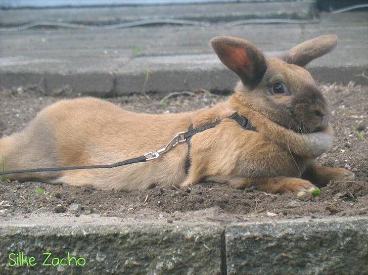 Kanin Dundines Mini Troja billede 15