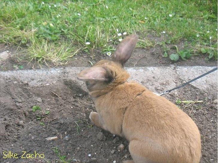 Kanin Dundines Mini Troja billede 16