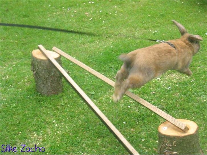 Kanin Dundines Mini Troja billede 17