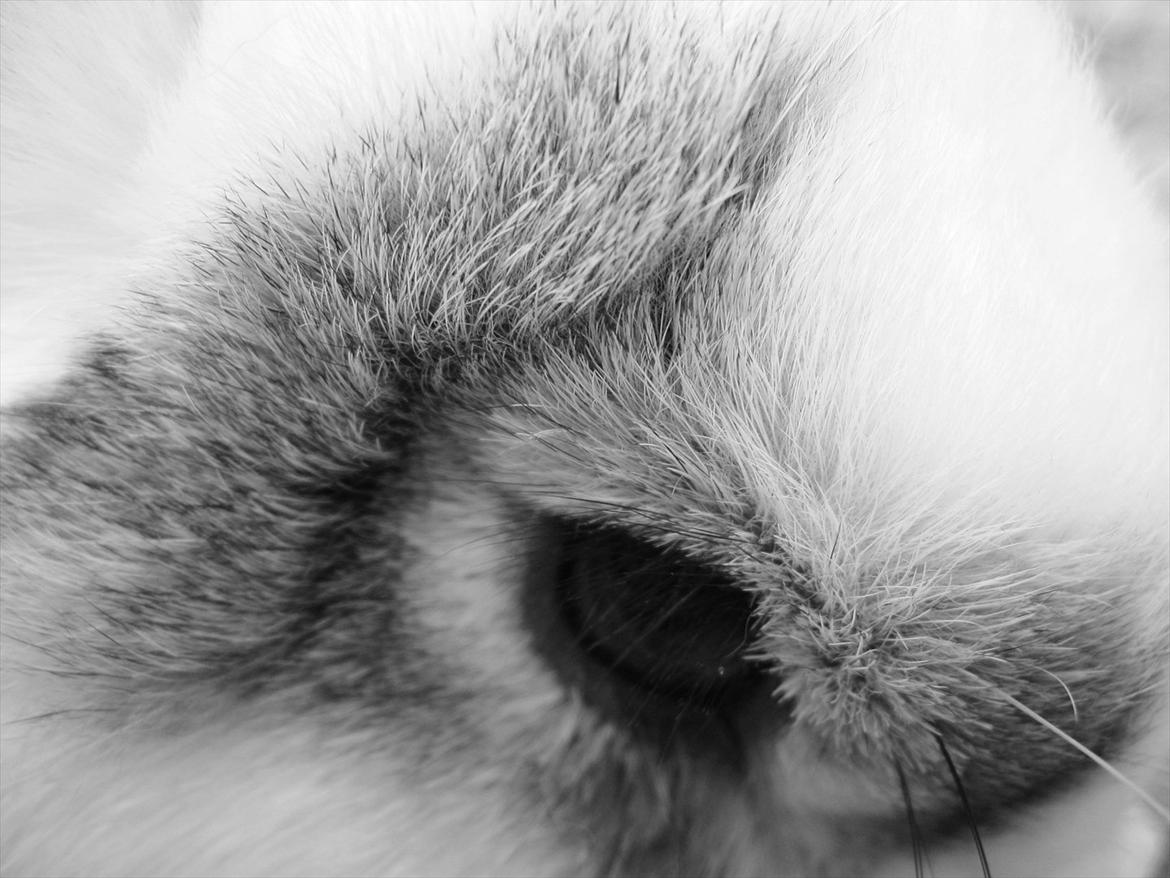 Kanin Holmens Plys Plys <3 R.I.P <3  - Nr. 5 <3  billede 5