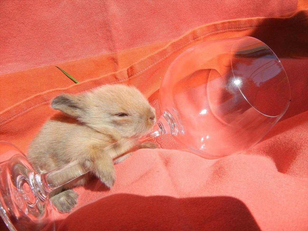 Kanin Francis billede 1