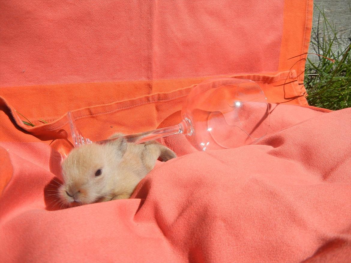 Kanin Francis billede 2