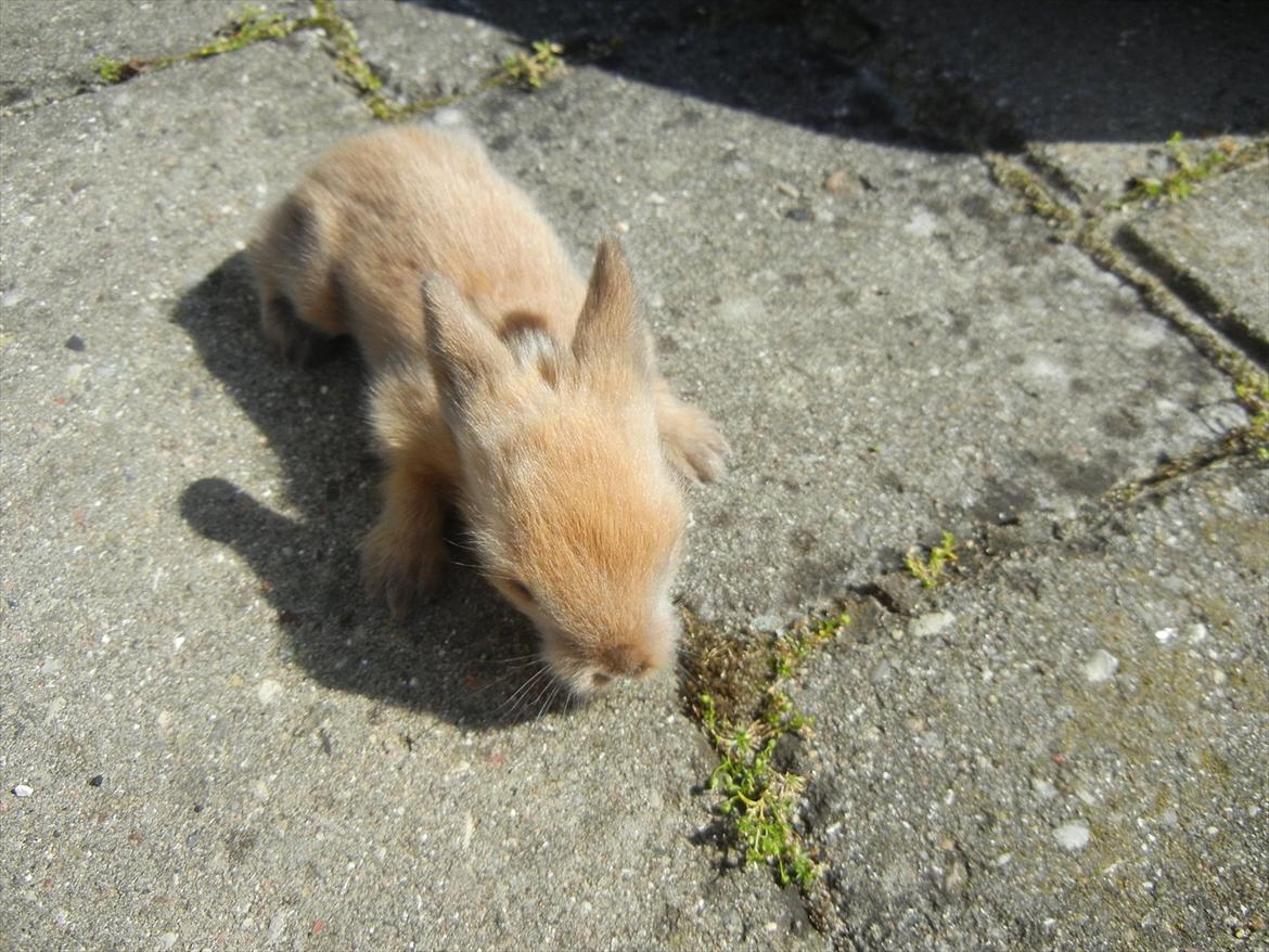 Kanin Francis billede 3