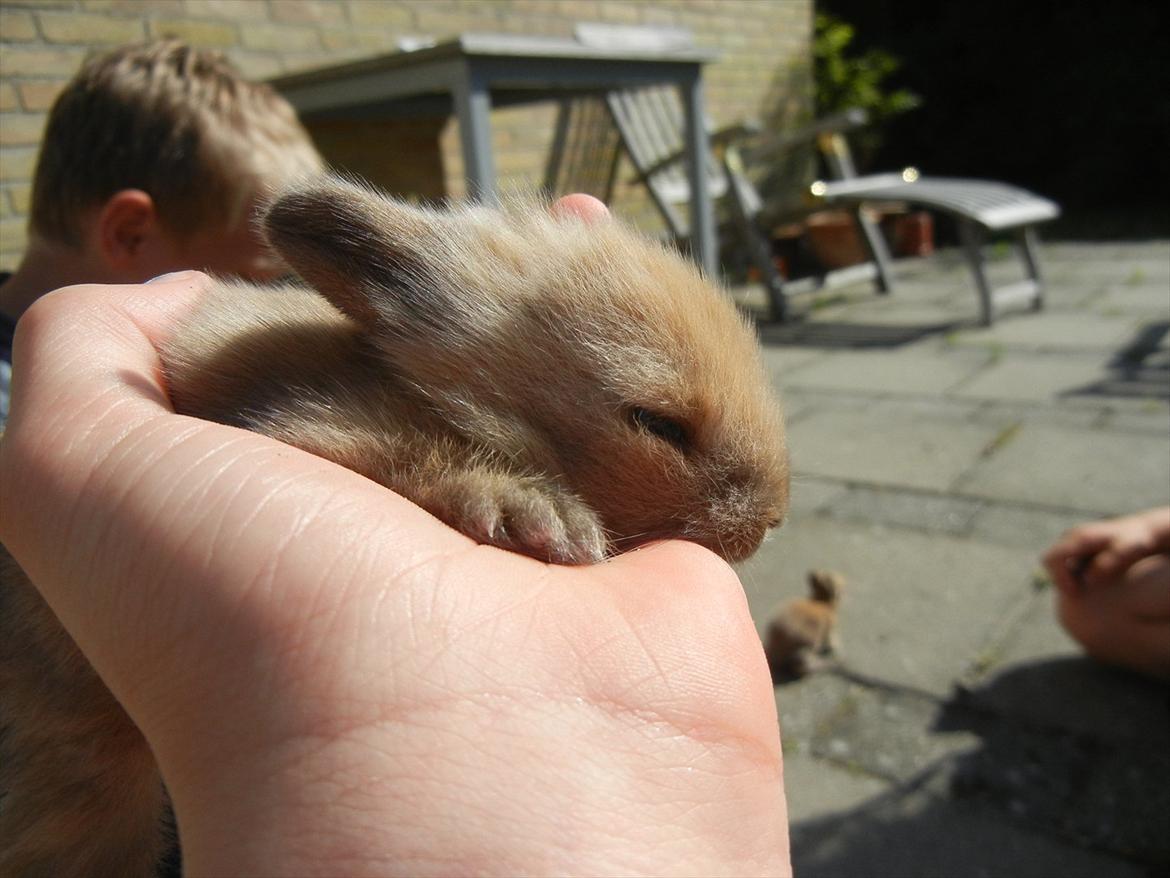 Kanin Francis billede 4