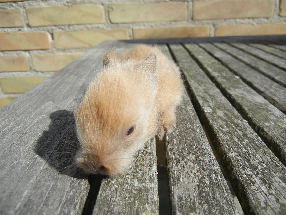 Kanin Francis billede 5