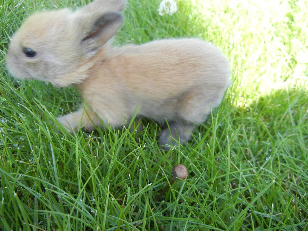 Kanin Francis billede 6