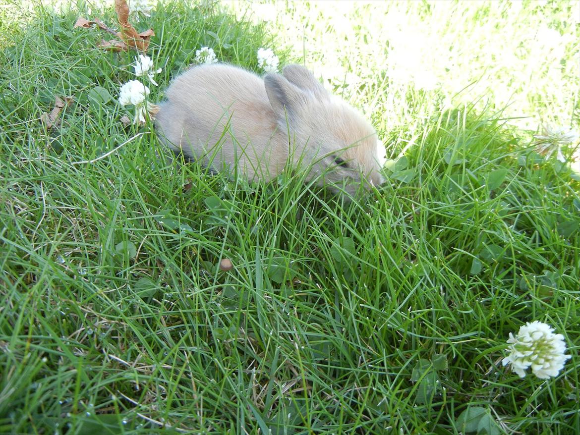 Kanin Francis billede 7