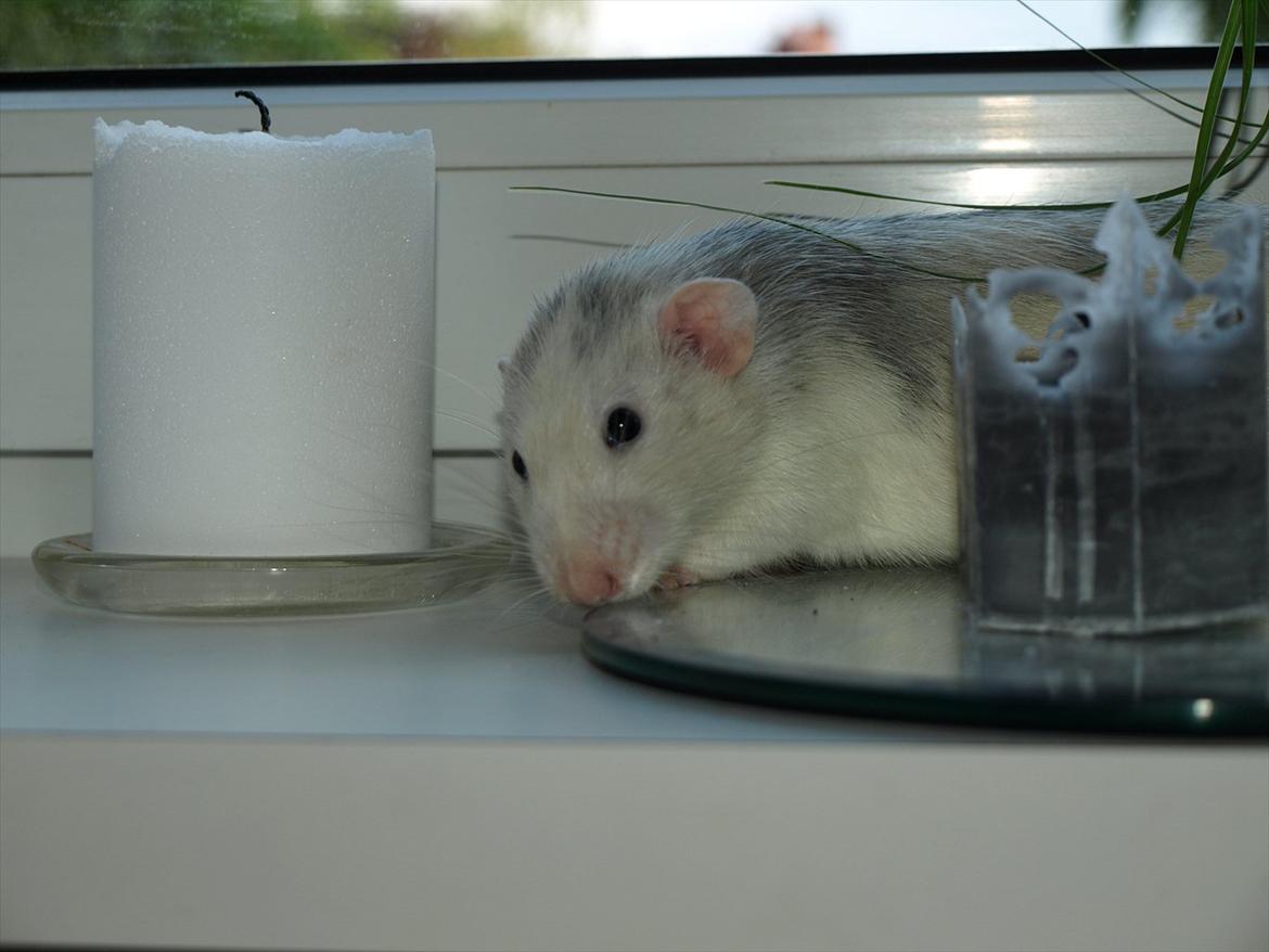 Tamrotte Mellieha Cullinan I*RIP* - D. 25. juni 2011 billede 3