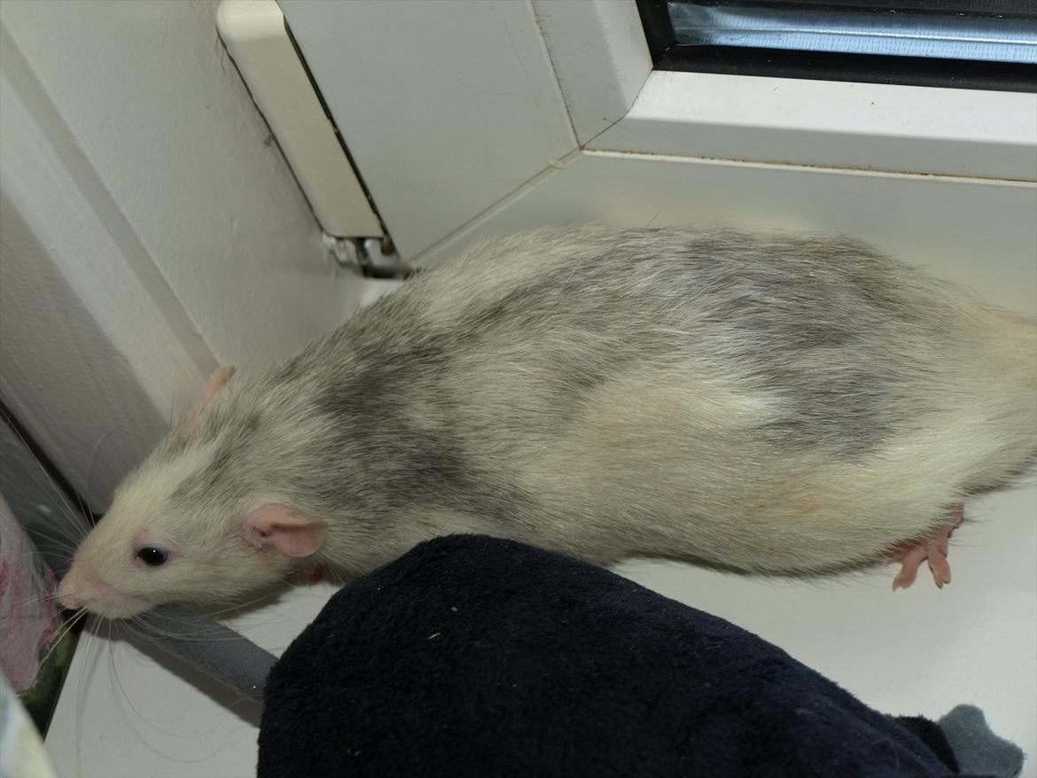 Tamrotte Mellieha Cullinan I*RIP* - D. 25. juni 2011 billede 2