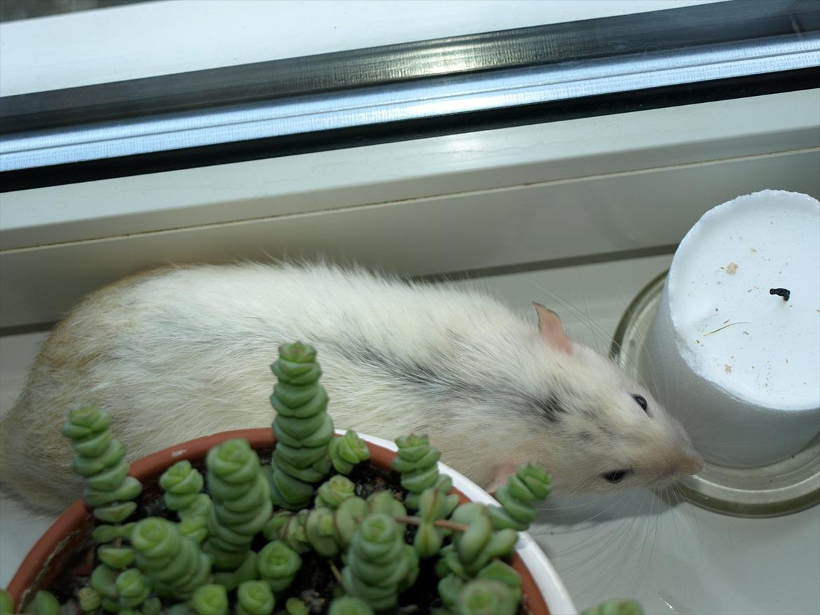 Tamrotte Gemini of Pilegaard *RIP* - D. 25. juni 2011 billede 2