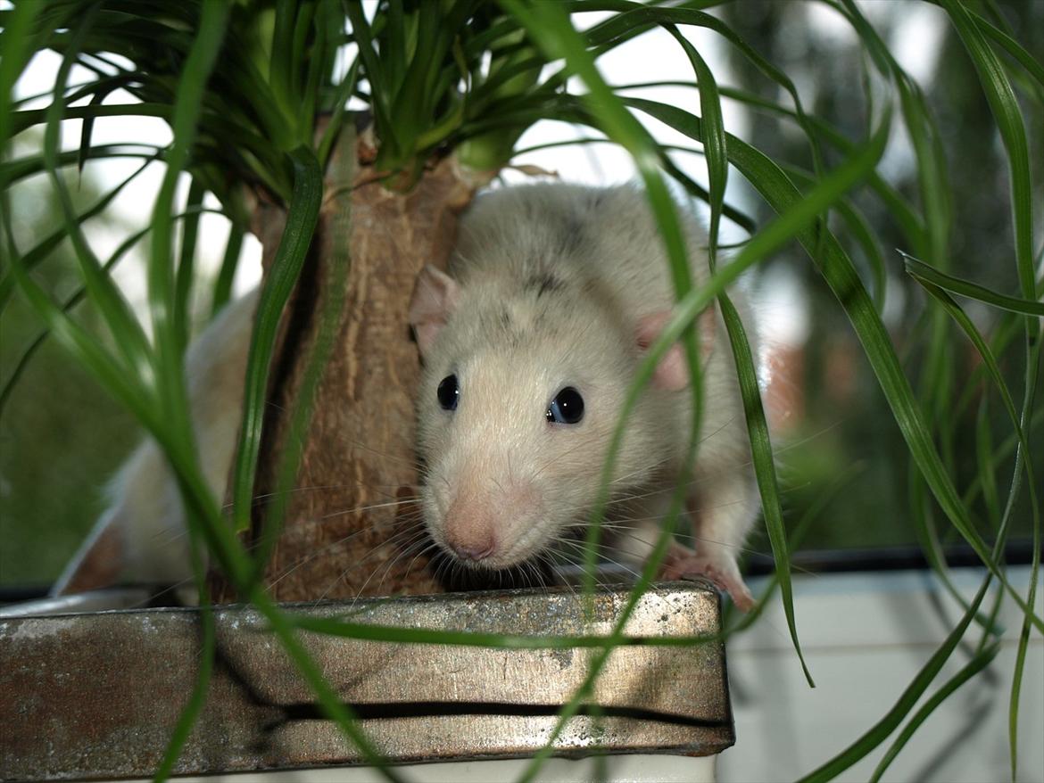 Tamrotte Gemini of Pilegaard *RIP* - D. 25. juni 2011 billede 1