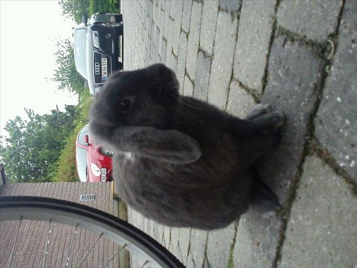 Kanin Senius Seni Seniritó billede 3