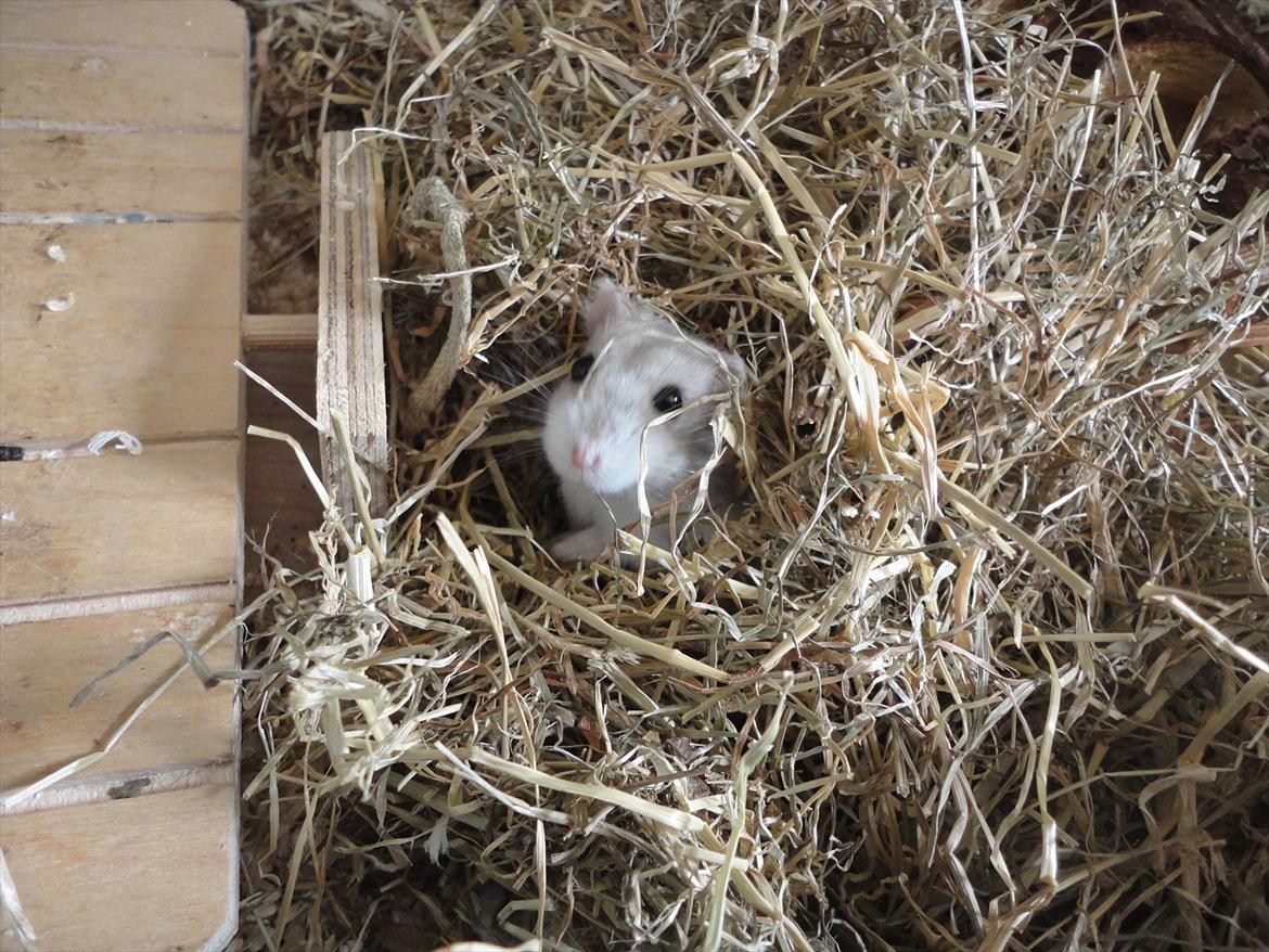 Hamster Wontõ's Vienna billede 4