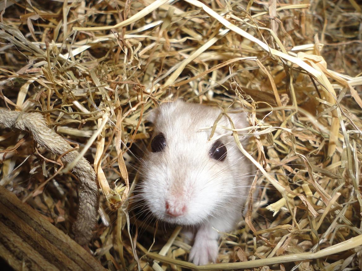 Hamster Wontõ's Vienna billede 6