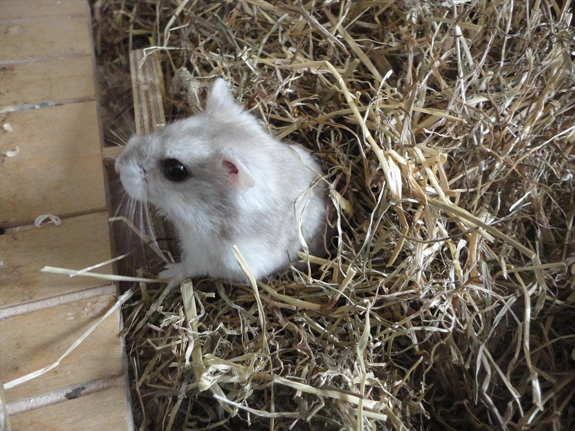 Hamster Wontõ's Vienna billede 8