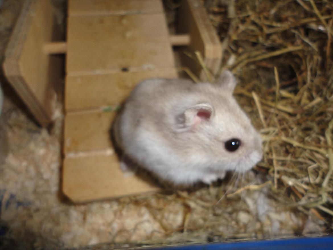 Hamster Wontõ's Vienna billede 9