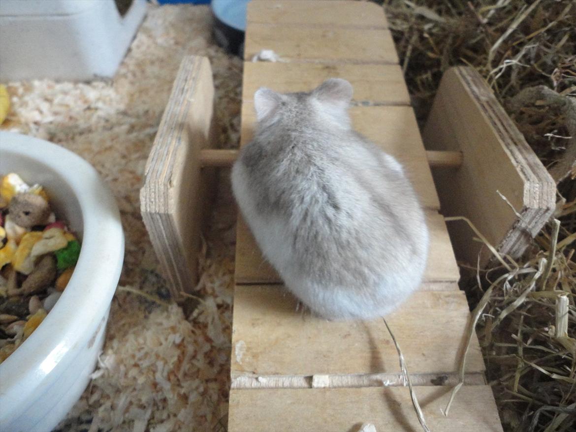 Hamster Wontõ's Vienna billede 11