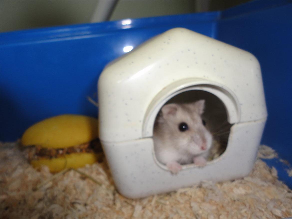 Hamster Wontõ's Vienna billede 2