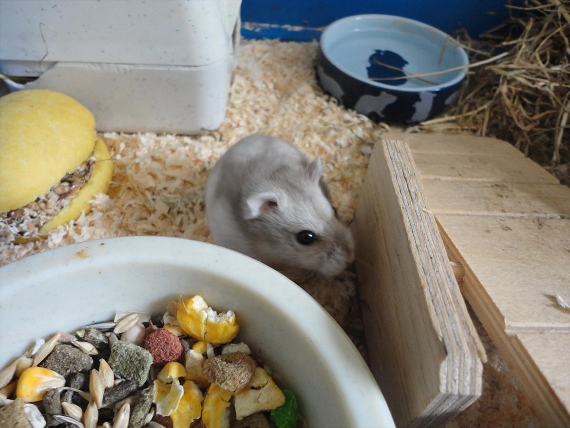 Hamster Wontõ's Vienna billede 13