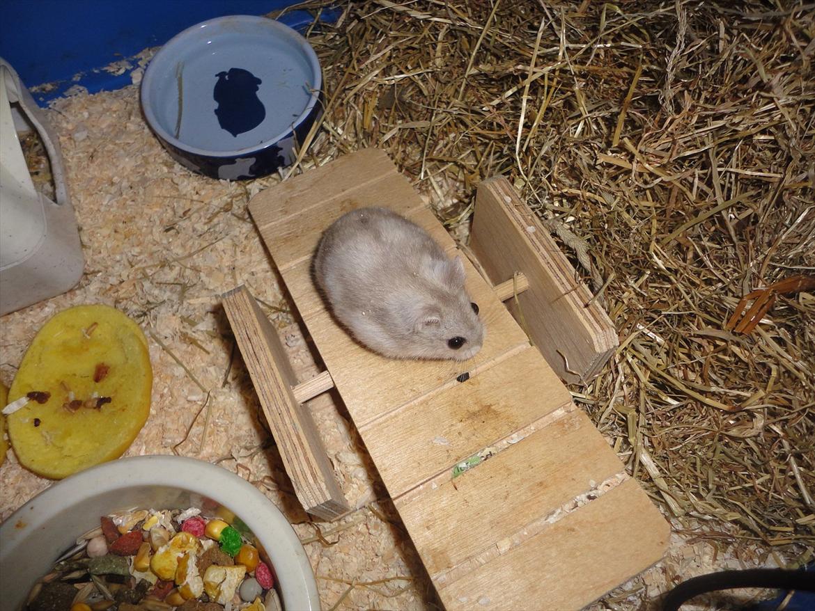 Hamster Wontõ's Vienna billede 14