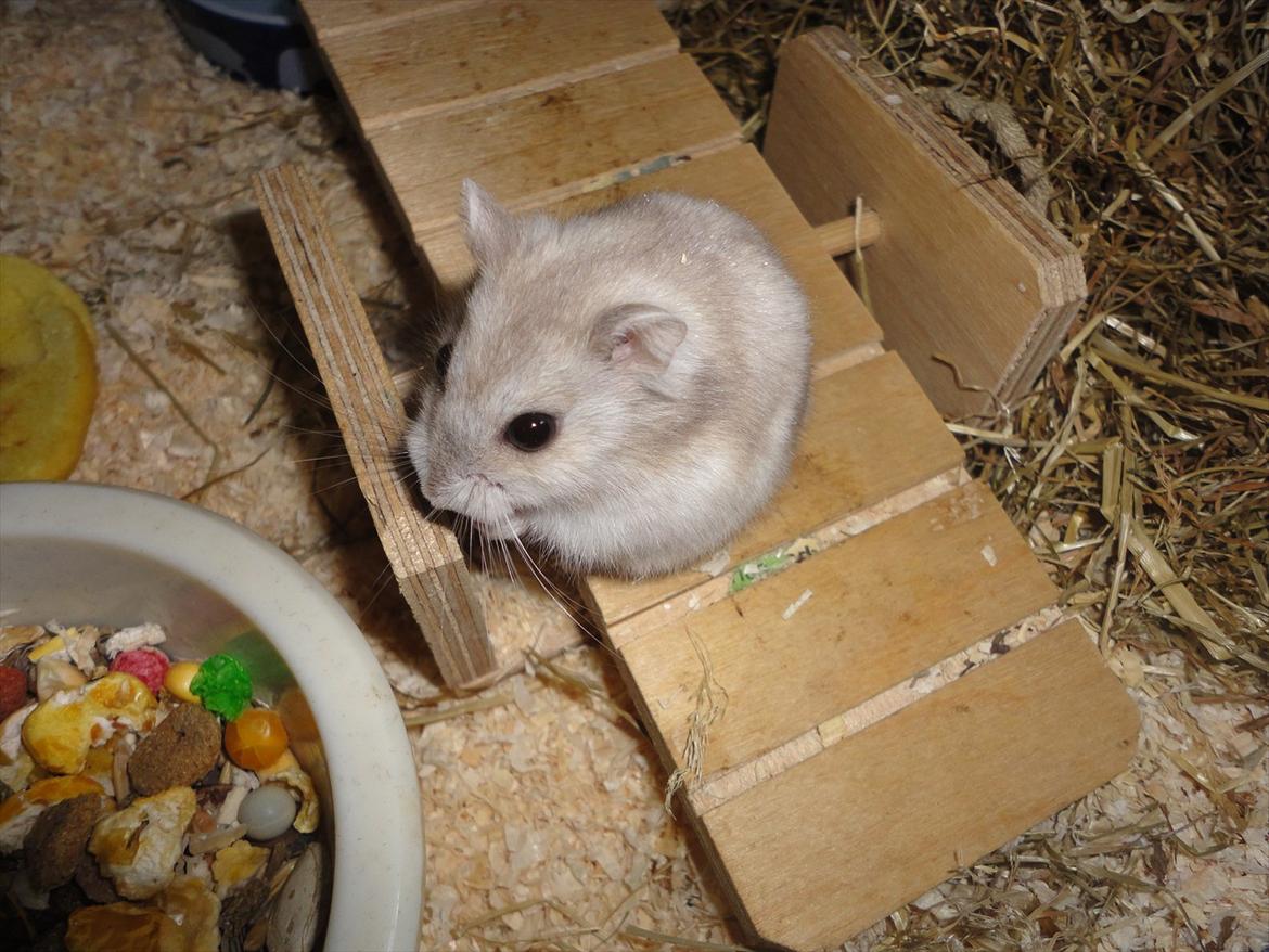 Hamster Wontõ's Vienna billede 15