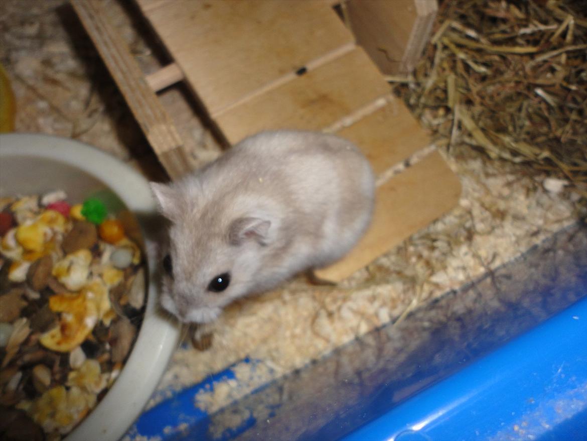 Hamster Wontõ's Vienna billede 16