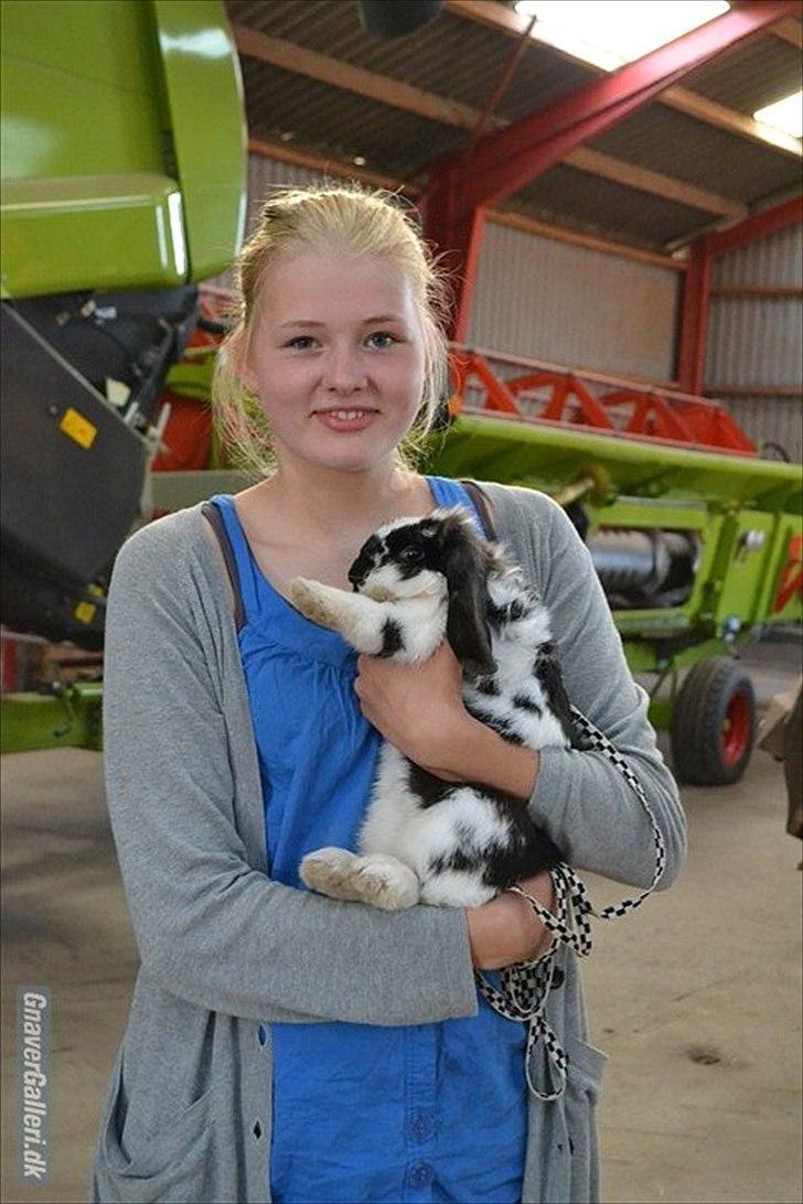 Kanin Fionas Charmin Memory - Til stævne i Haderslev 5/7 2011
Foto: Cecilie Holst Jørgensen

OBS. jeg ved det ser lidt underligt ud? OO :p billede 15