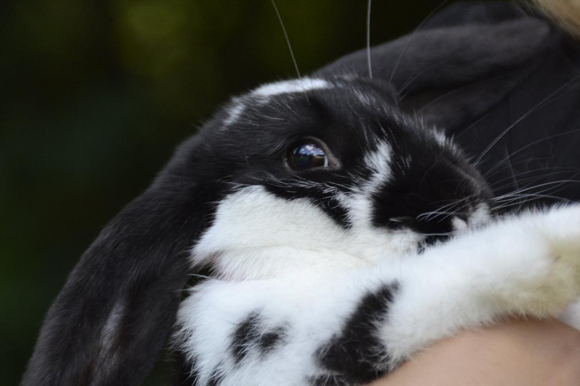 Kanin Auroras Diva - NY. billede 14