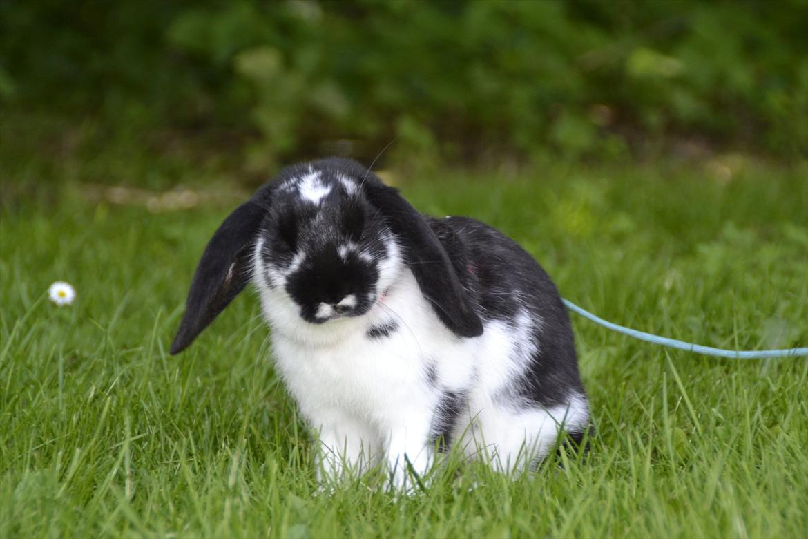 Kanin Auroras Diva - Hun ser lidt underlig ud, men tror lige hun lukker øjnene der xD.

- Hvor du kær Diva. billede 9