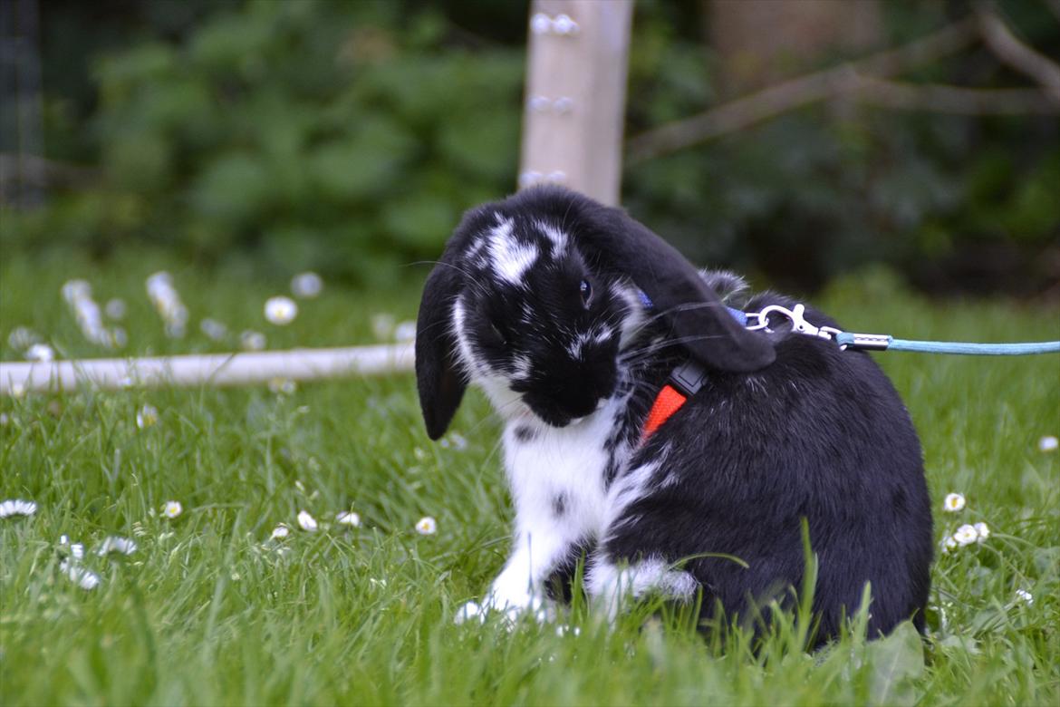 Kanin Auroras Diva - NY. billede 7