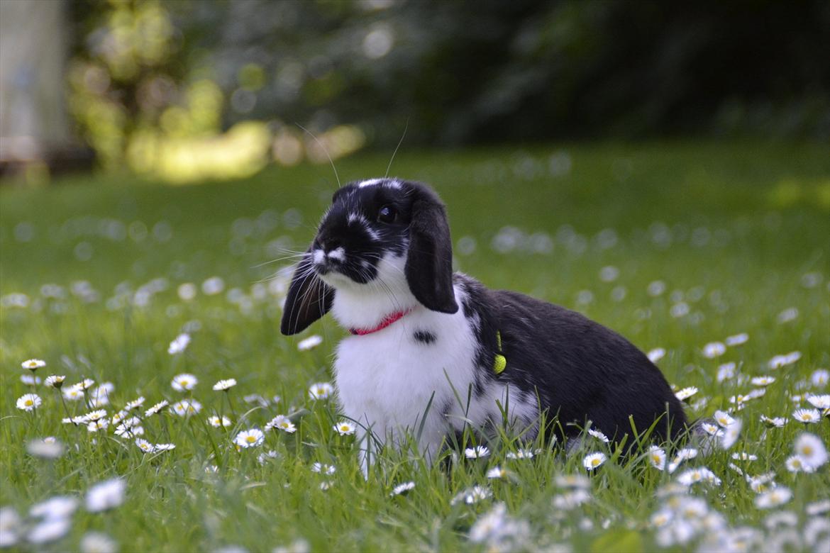 Kanin Auroras Diva - NY. billede 2