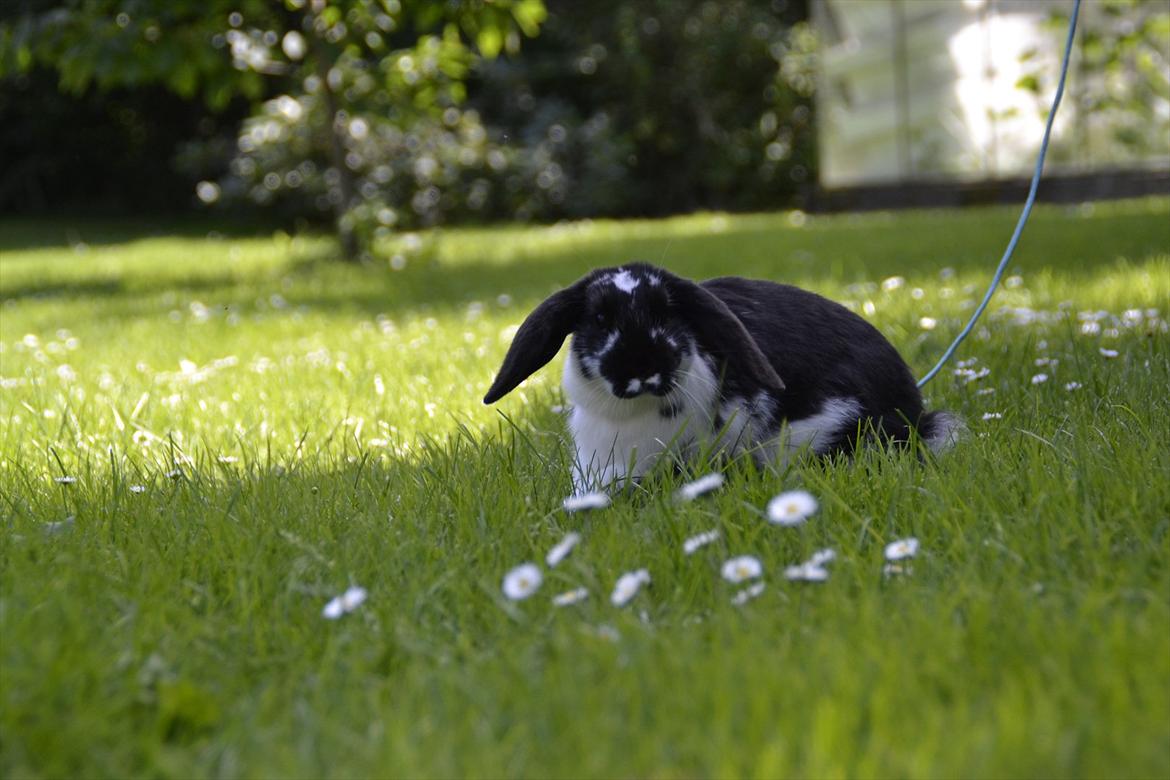 Kanin Auroras Diva - NY. billede 12