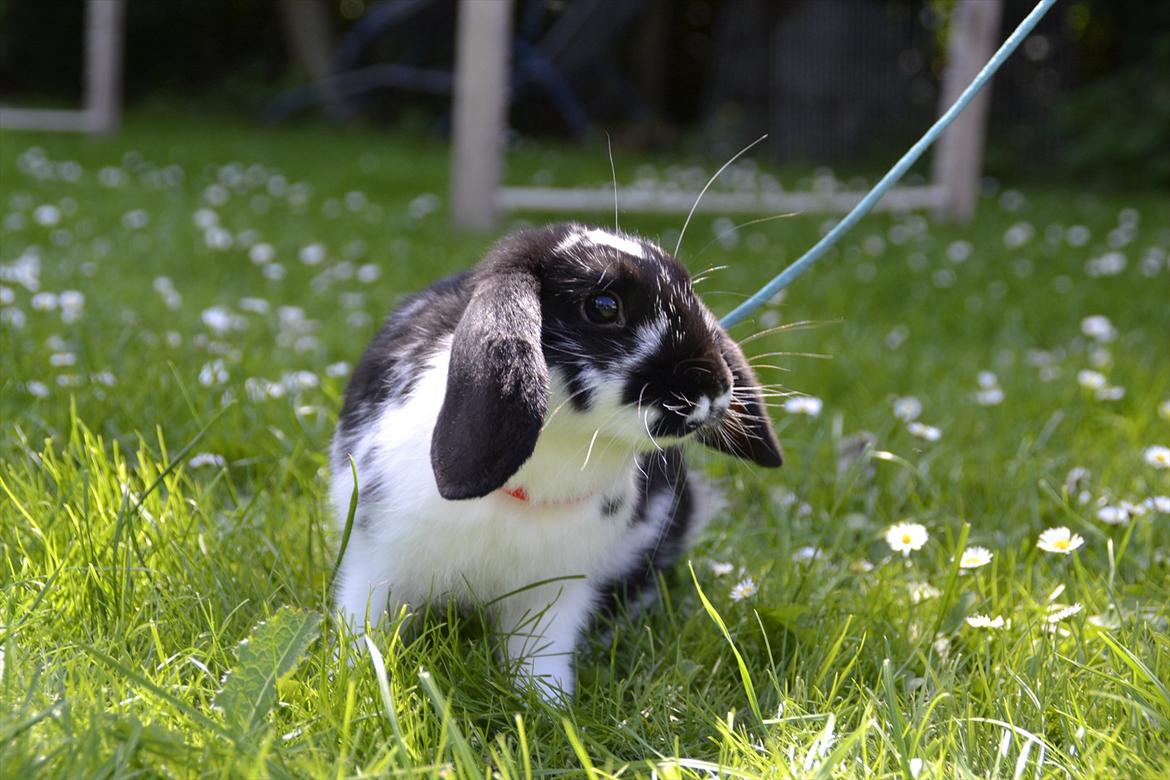 Kanin Auroras Diva - NY. billede 11