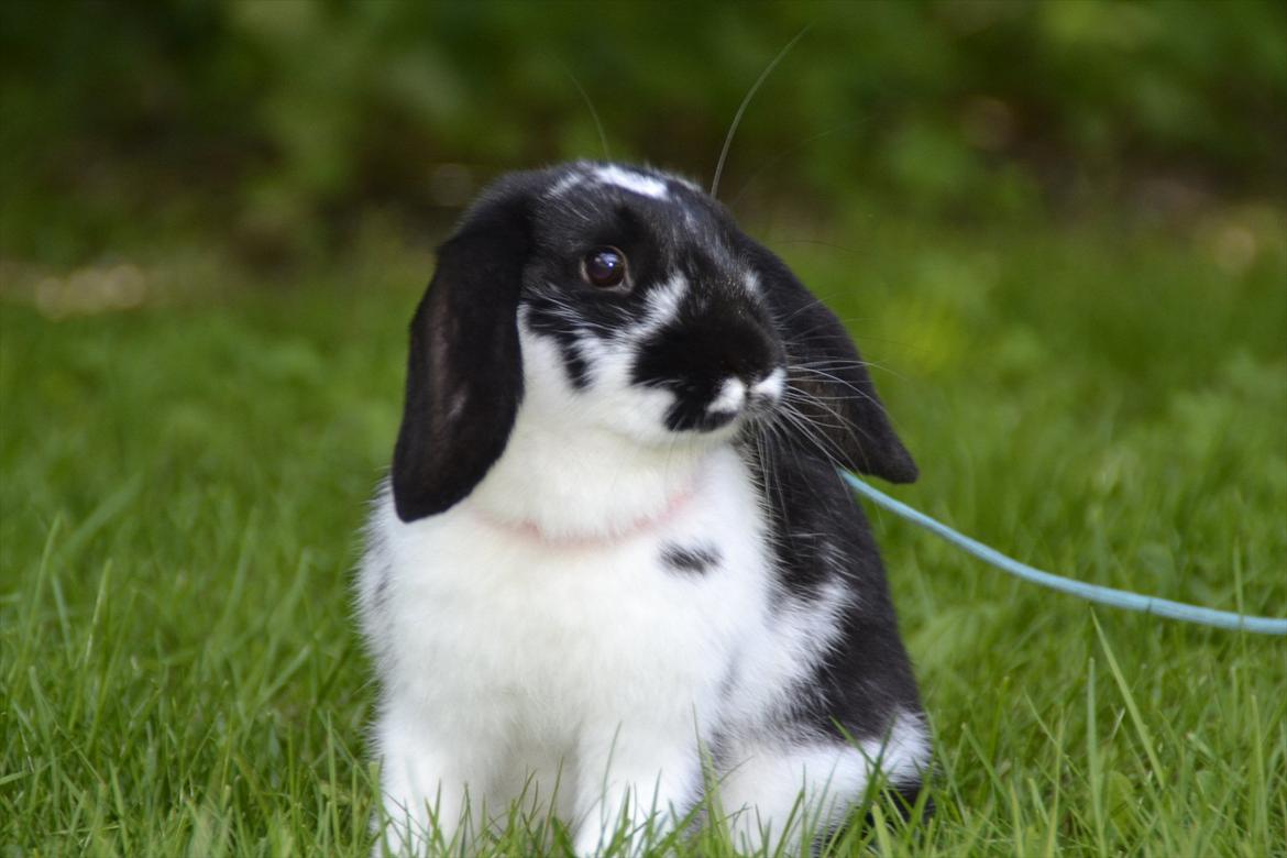 Kanin Auroras Diva - NY. billede 6