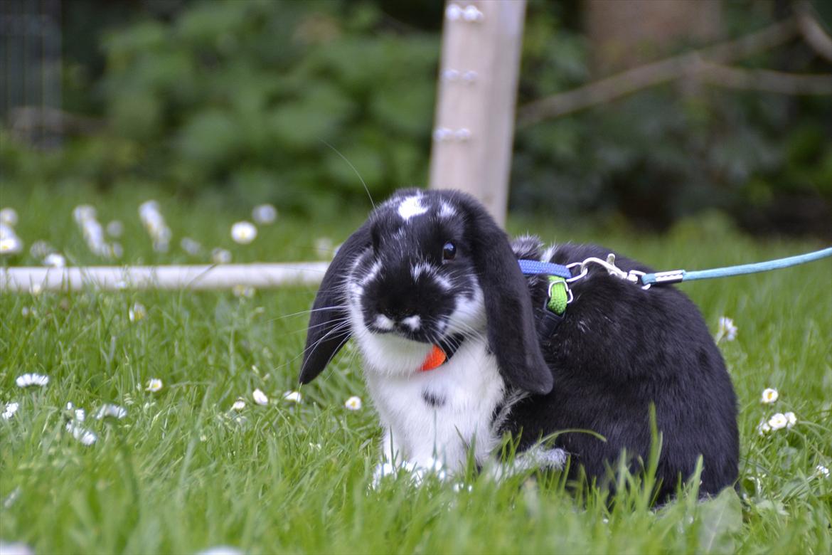 Kanin Auroras Diva - NY. billede 8