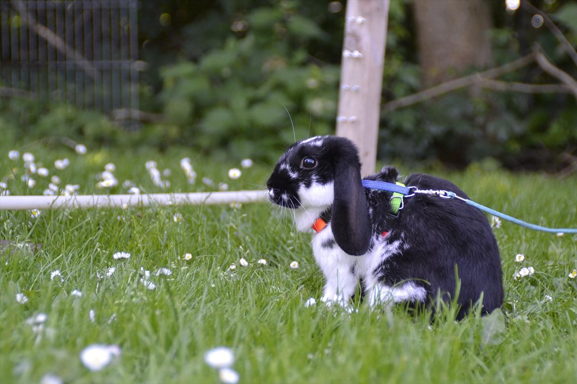 Kanin Auroras Diva - NY. billede 13