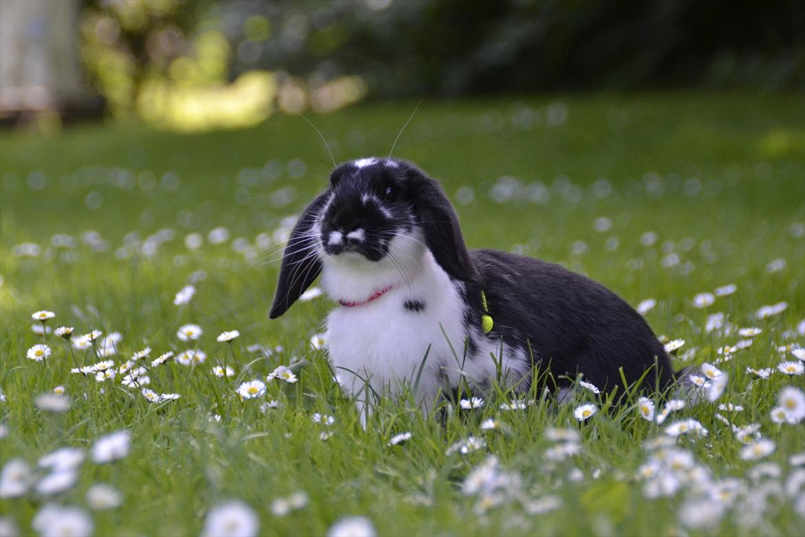 Kanin Auroras Diva - NY. billede 10