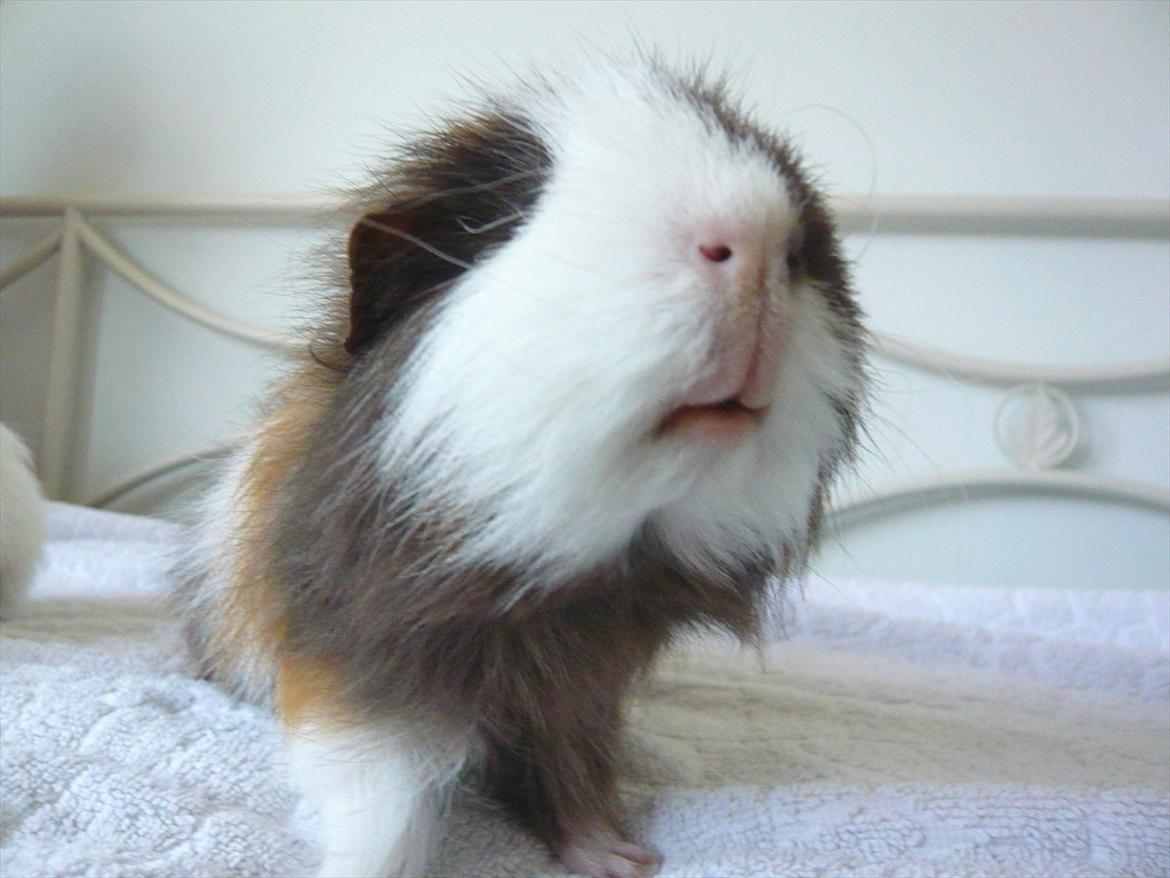 Marsvin Nuttede Nugi - Velkommen til min søde profil;P billede 1