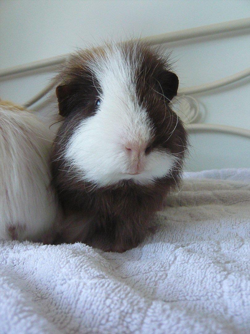 Marsvin Nuttede Nugi billede 3