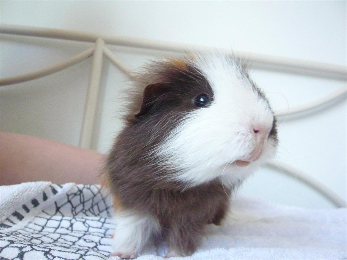 Marsvin Nuttede Nugi billede 4