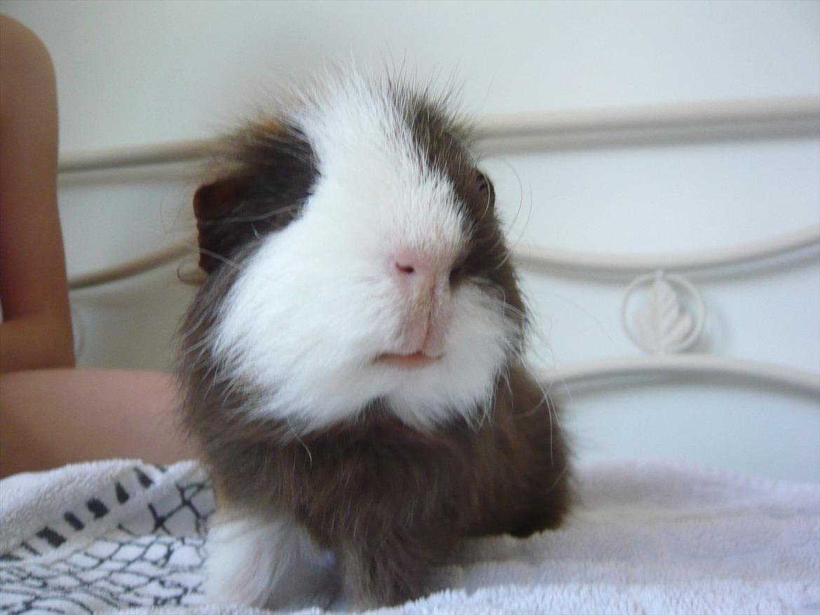 Marsvin Nuttede Nugi billede 5