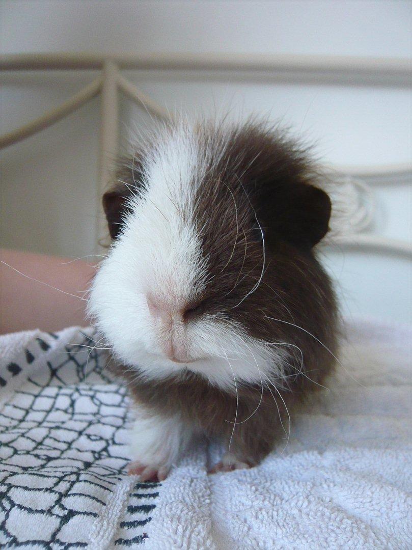 Marsvin Nuttede Nugi billede 6