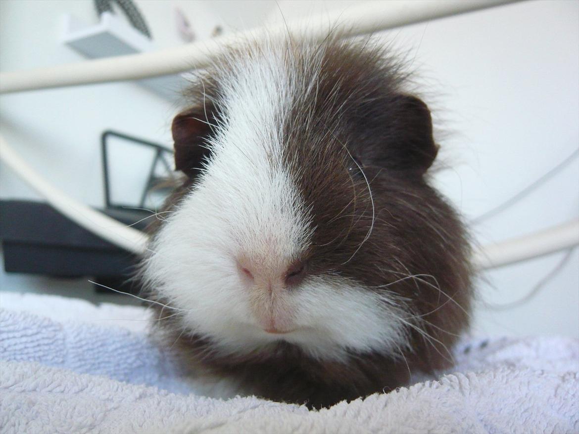 Marsvin Nuttede Nugi billede 7