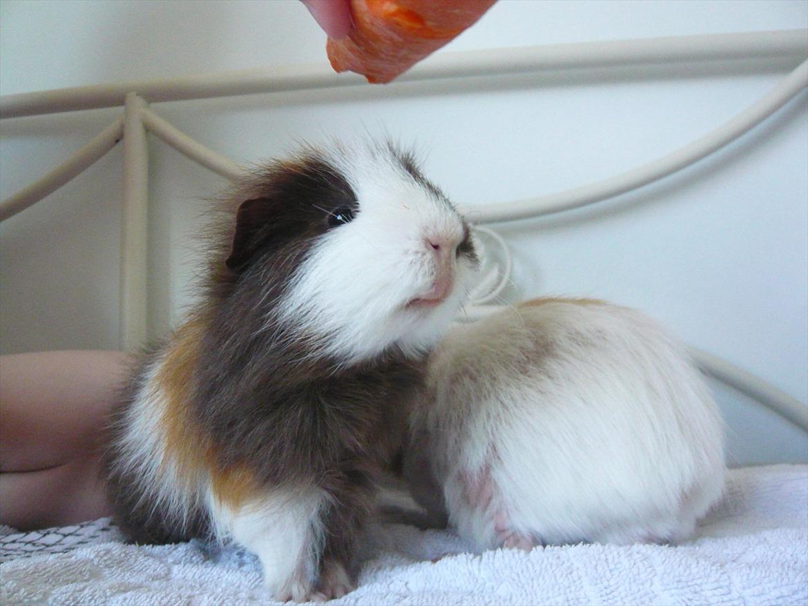 Marsvin Nuttede Nugi billede 8