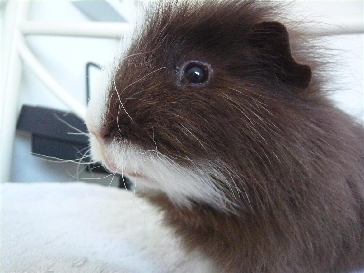 Marsvin Nuttede Nugi billede 9